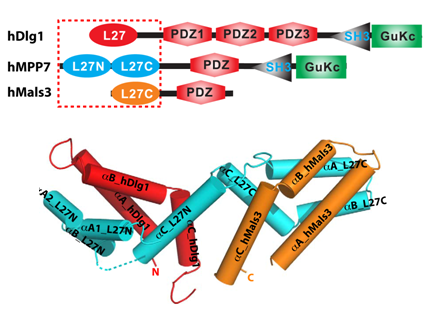人三元复合物Dlg1-MPP7-Mals3形成的结构基础及功能研究