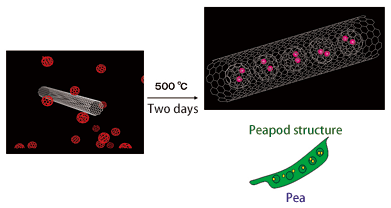Fig. 3	Carbon nanotube takes in fullerenes.  This looks like a pea in a peapod.