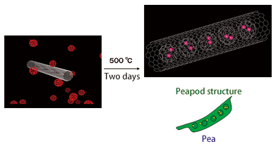 Fig. 3 Carbon nanotube takes in fullerenes. This looks like a pea in a peapod.